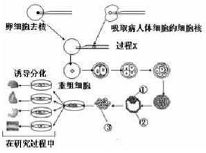 畜牧業優良種牛培育技術分析與應用